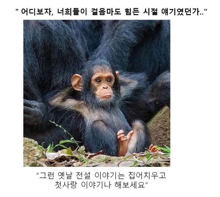 스압) 동물 클리셰짤 모음.jpg