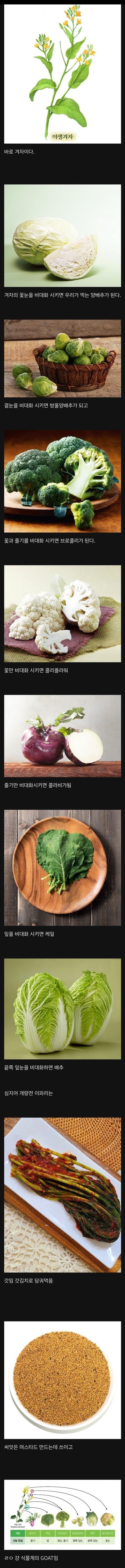 식물계의 GOAT 그 자체