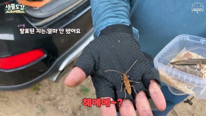 산불 때문에 황페해진 산을 가꾸기 위해 벌목한 산에서 16년만에 발견된 곤충