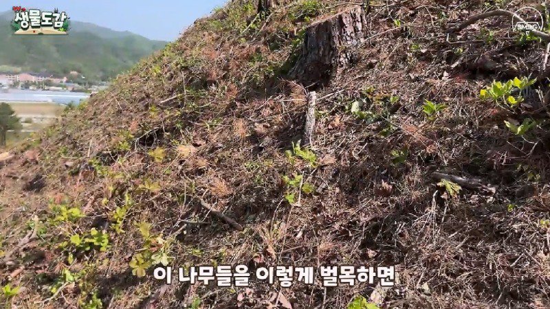 산불 때문에 황페해진 산을 가꾸기 위해 벌목한 산에서 16년만에 발견된 곤충