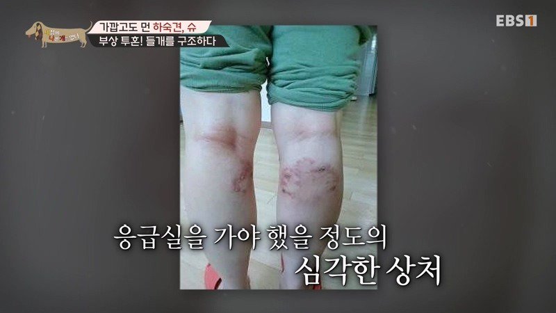 구조한지 1년 3개월이 되었지만 못만지게해서 발톱 부러지고 목욕은 꿈도 못꾼 개