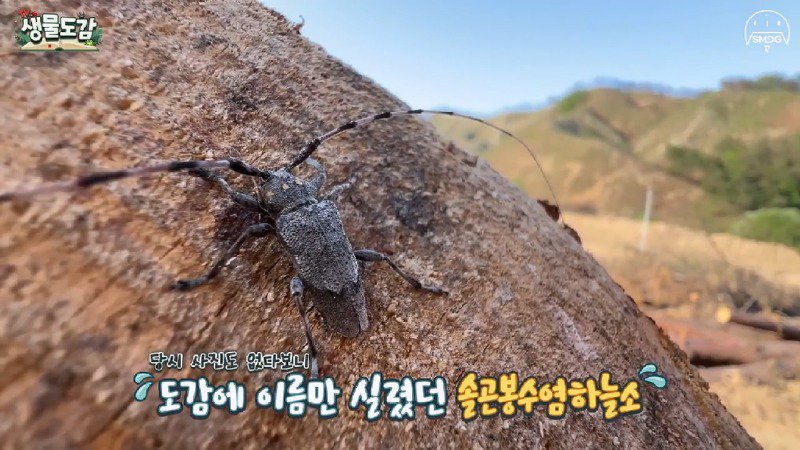 산불 때문에 황페해진 산을 가꾸기 위해 벌목한 산에서 16년만에 발견된 곤충