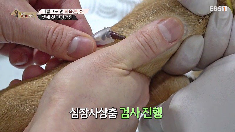 구조한지 1년 3개월이 되었지만 못만지게해서 발톱 부러지고 목욕은 꿈도 못꾼 개