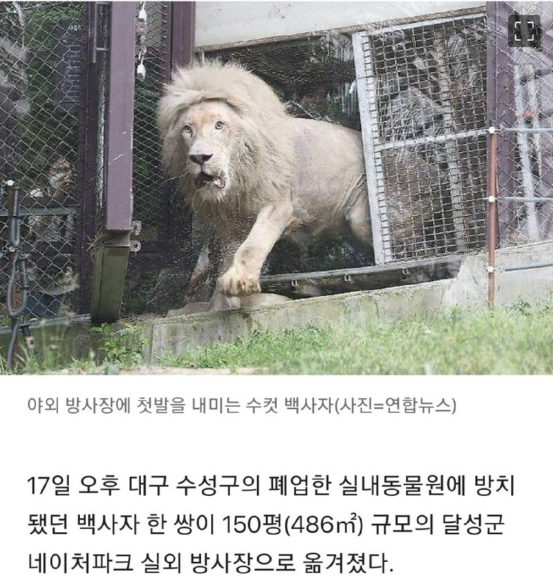 태어나 처음으로 바깥으로 나와보는 백사자