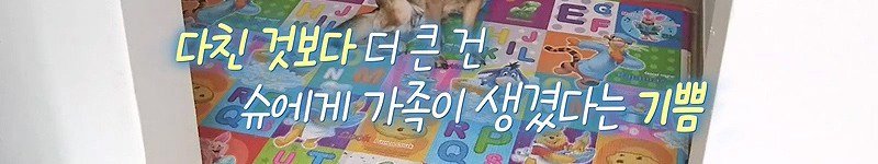 구조한지 1년 3개월이 되었지만 못만지게해서 발톱 부러지고 목욕은 꿈도 못꾼 개