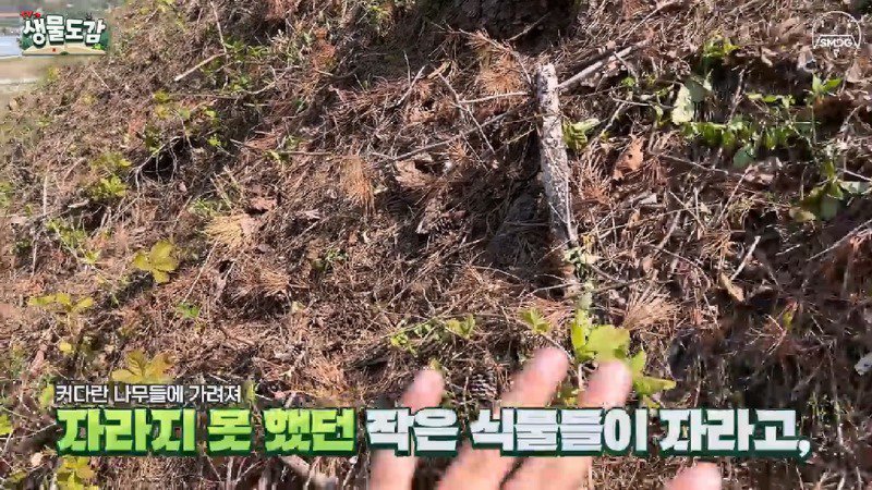 산불 때문에 황페해진 산을 가꾸기 위해 벌목한 산에서 16년만에 발견된 곤충