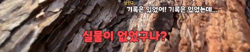 산불 때문에 황페해진 산을 가꾸기 위해 벌목한 산에서 16년만에 발견된 곤충