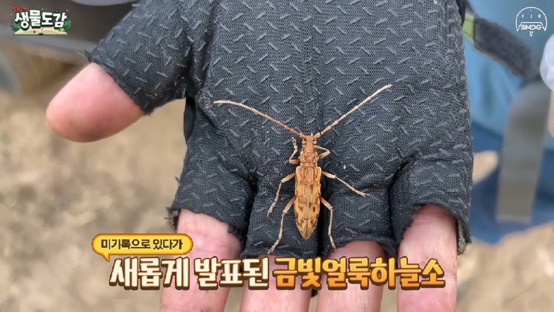 산불 때문에 황페해진 산을 가꾸기 위해 벌목한 산에서 16년만에 발견된 곤충