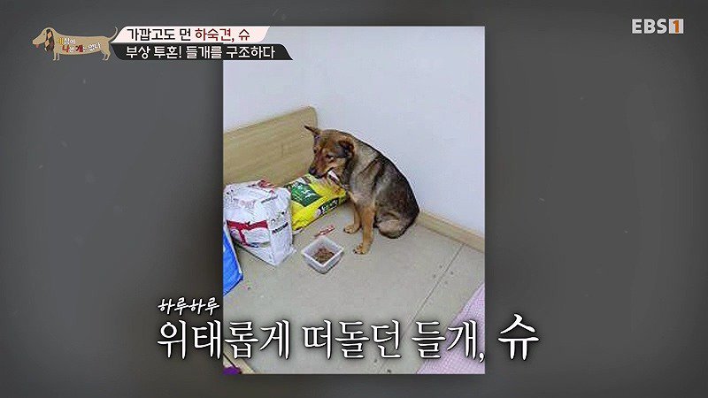 구조한지 1년 3개월이 되었지만 못만지게해서 발톱 부러지고 목욕은 꿈도 못꾼 개