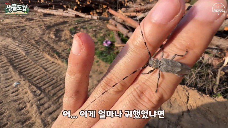 산불 때문에 황페해진 산을 가꾸기 위해 벌목한 산에서 16년만에 발견된 곤충