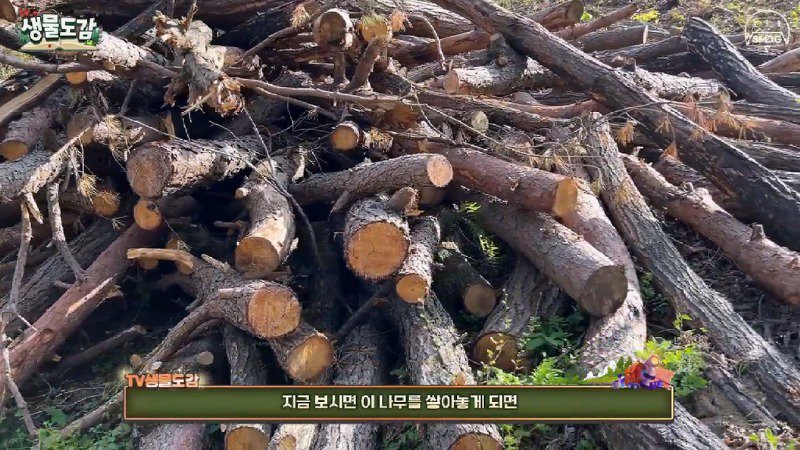 산불 때문에 황페해진 산을 가꾸기 위해 벌목한 산에서 16년만에 발견된 곤충