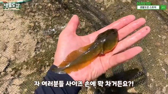 5년동안 유튜브하면서 엄청 많은 황소개구리 올챙이떼는 처음 본다고 말하는