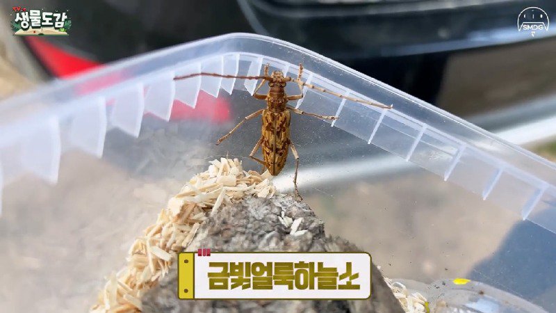 산불 때문에 황페해진 산을 가꾸기 위해 벌목한 산에서 16년만에 발견된 곤충