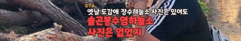 산불 때문에 황페해진 산을 가꾸기 위해 벌목한 산에서 16년만에 발견된 곤충