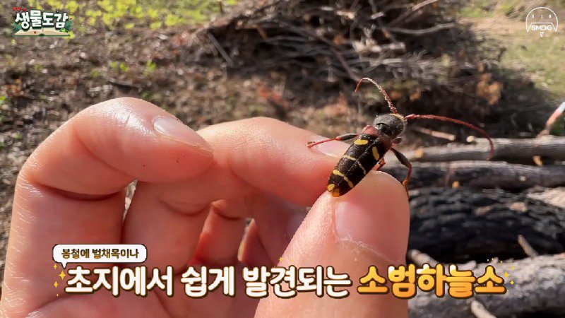 산불 때문에 황페해진 산을 가꾸기 위해 벌목한 산에서 16년만에 발견된 곤충