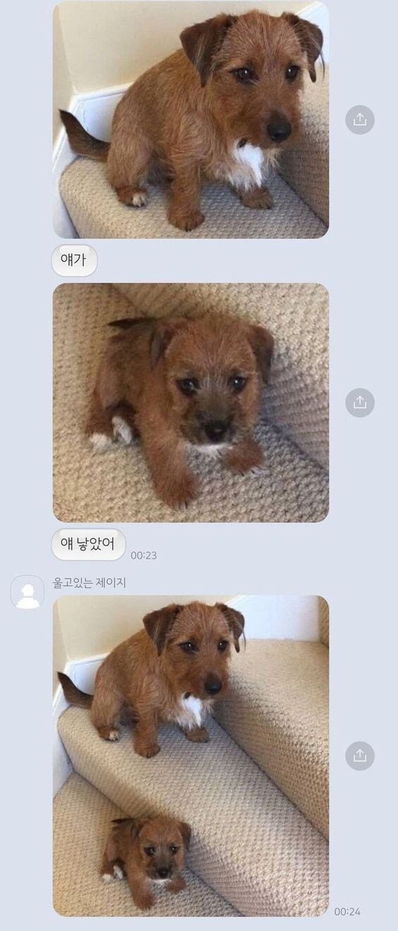 강아지 복제 성공.