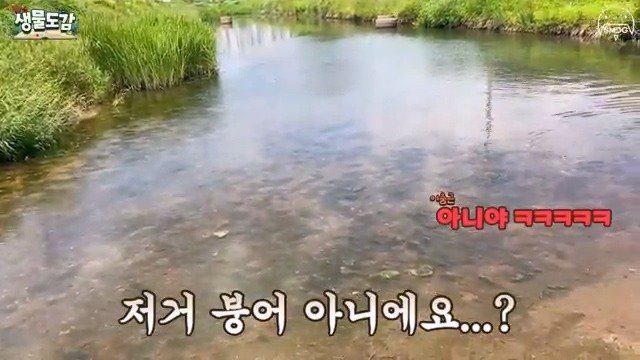 5년동안 유튜브하면서 엄청 많은 황소개구리 올챙이떼는 처음 본다고 말하는