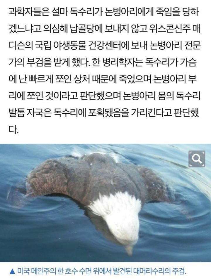 논 병아리에게 공격당해 죽은 독수리