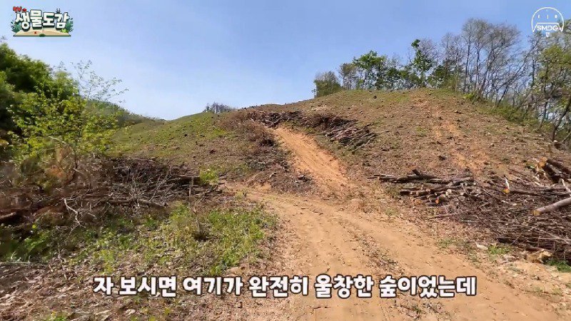 산불 때문에 황페해진 산을 가꾸기 위해 벌목한 산에서 16년만에 발견된 곤충