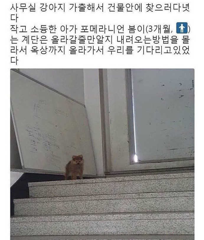 가출한 강아지를 찾은곳