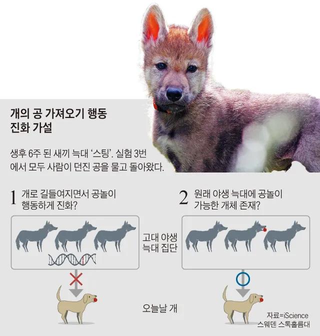 공 물어오는 개의 진실