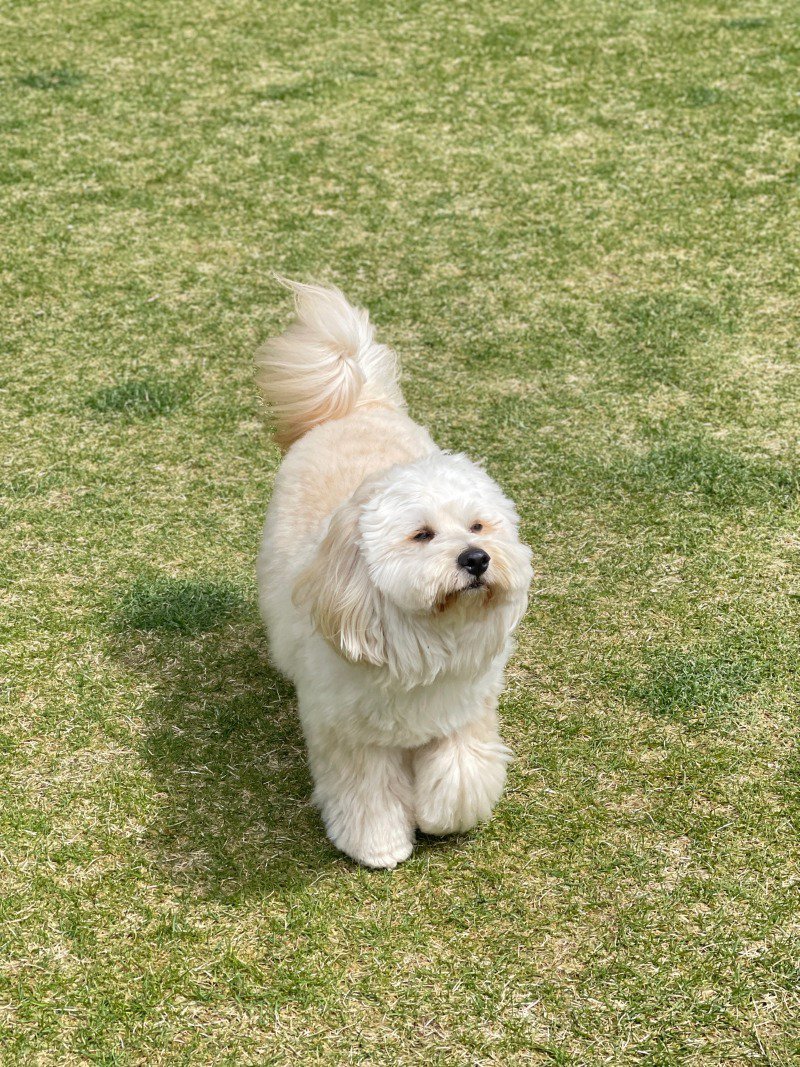 신나는 강아지 여행기