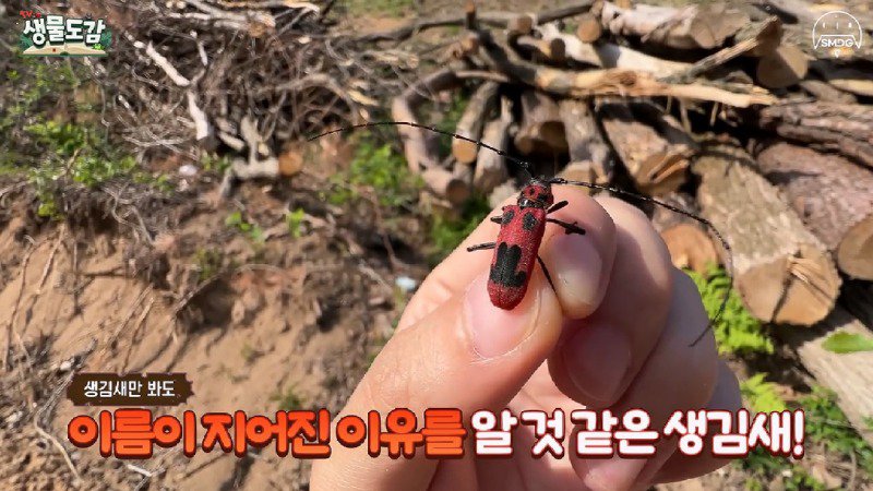 산불 때문에 황페해진 산을 가꾸기 위해 벌목한 산에서 16년만에 발견된 곤충