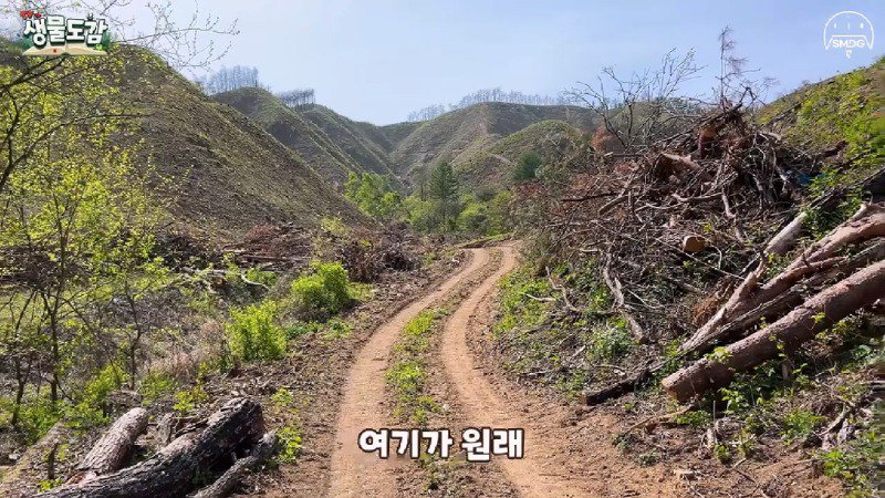 산불 때문에 황페해진 산을 가꾸기 위해 벌목한 산에서 16년만에 발견된 곤충