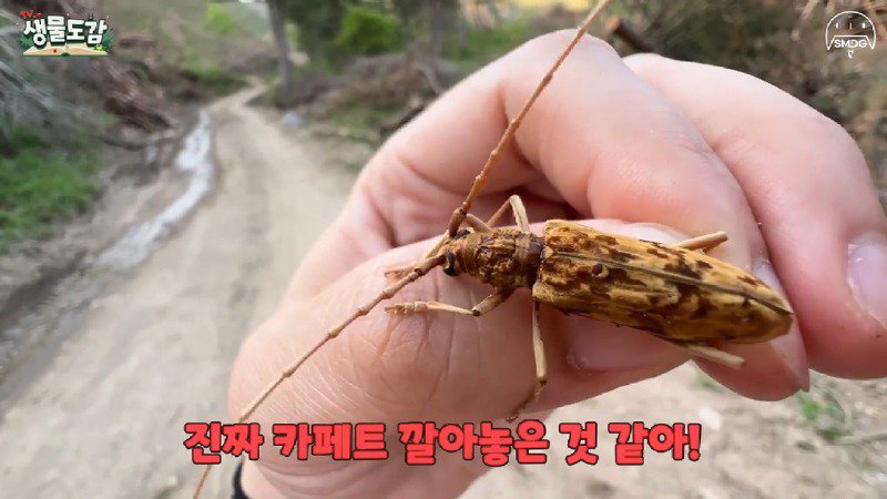 산불 때문에 황페해진 산을 가꾸기 위해 벌목한 산에서 16년만에 발견된 곤충