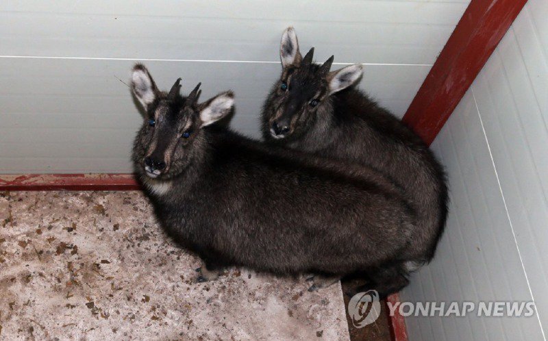 한국 토종 산양 