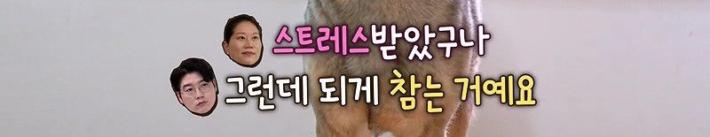 구조한지 1년 3개월이 되었지만 못만지게해서 발톱 부러지고 목욕은 꿈도 못꾼 개