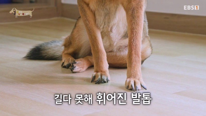 구조한지 1년 3개월이 되었지만 못만지게해서 발톱 부러지고 목욕은 꿈도 못꾼 개