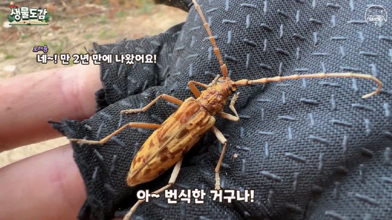 산불 때문에 황페해진 산을 가꾸기 위해 벌목한 산에서 16년만에 발견된 곤충