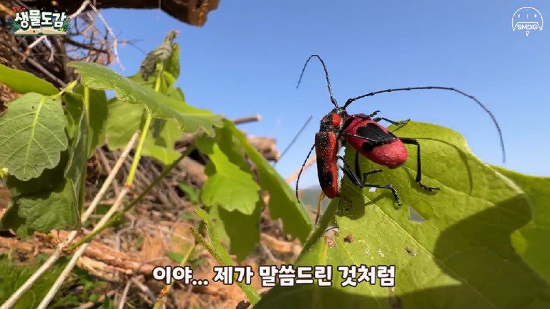 산불 때문에 황페해진 산을 가꾸기 위해 벌목한 산에서 16년만에 발견된 곤충