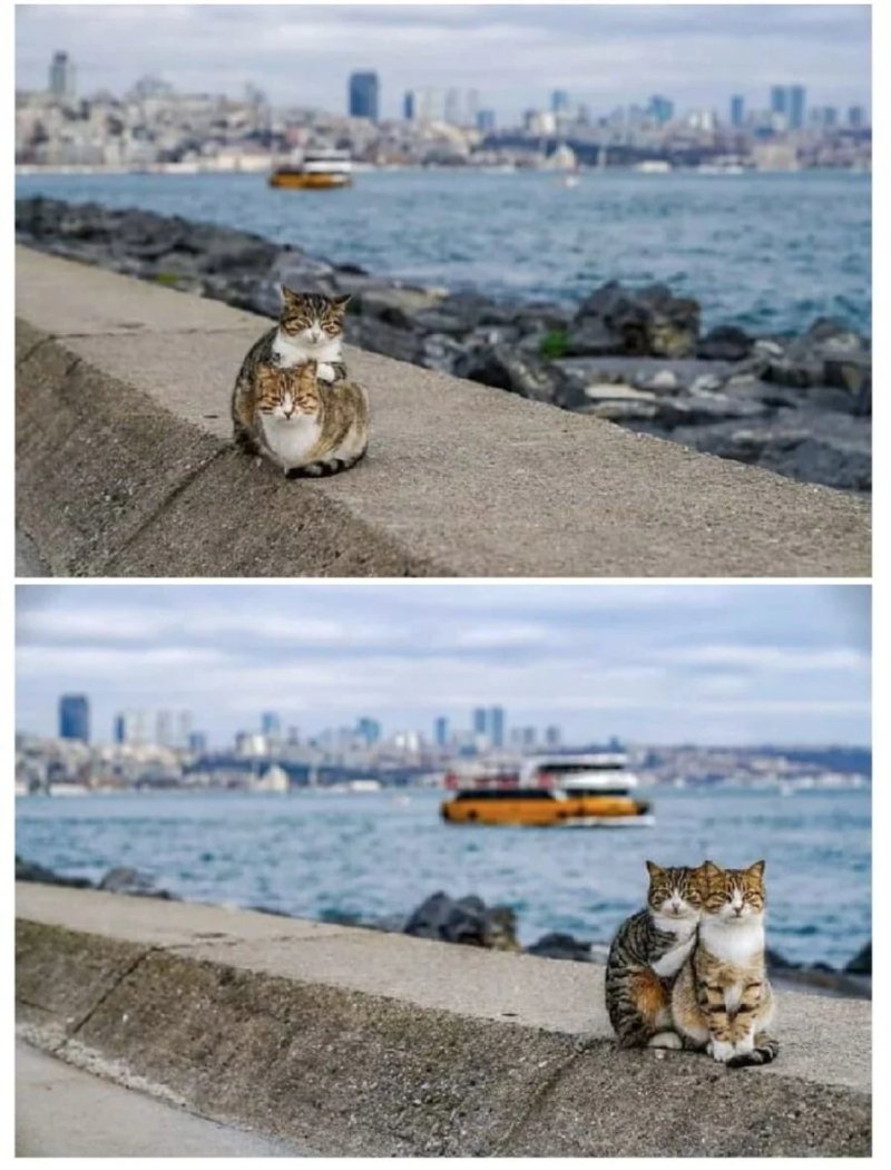 바닷가의 고양이 한쌍