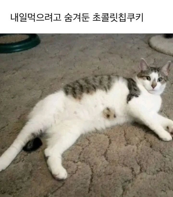 고앵이 모음