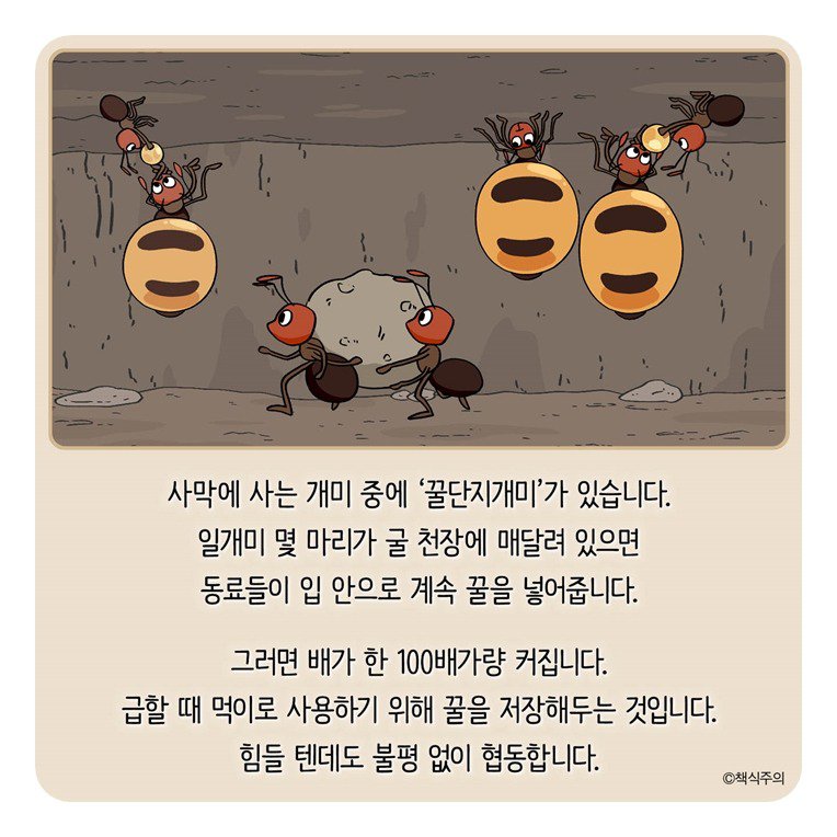 탕후루 (개미 주의)