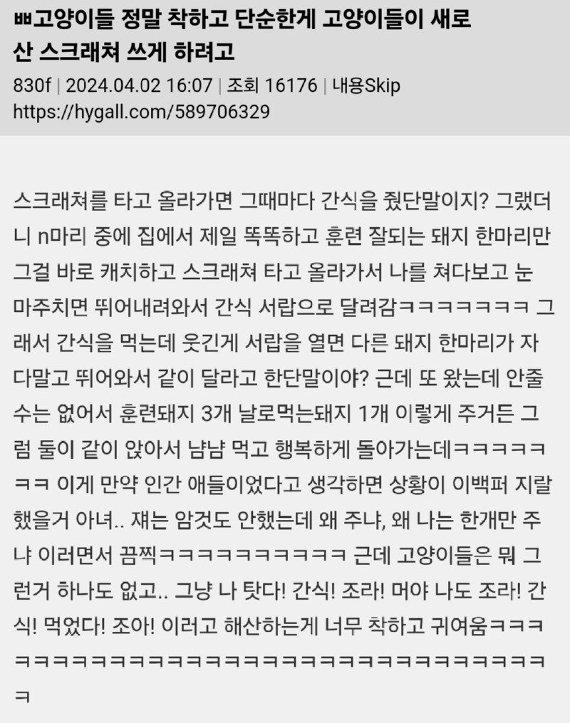 사소한 불만이 없는 고양이의 삶