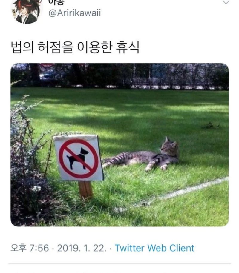 고앵이 모음