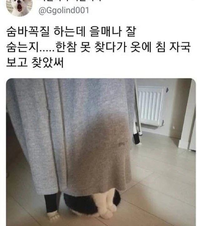 고앵이 모음