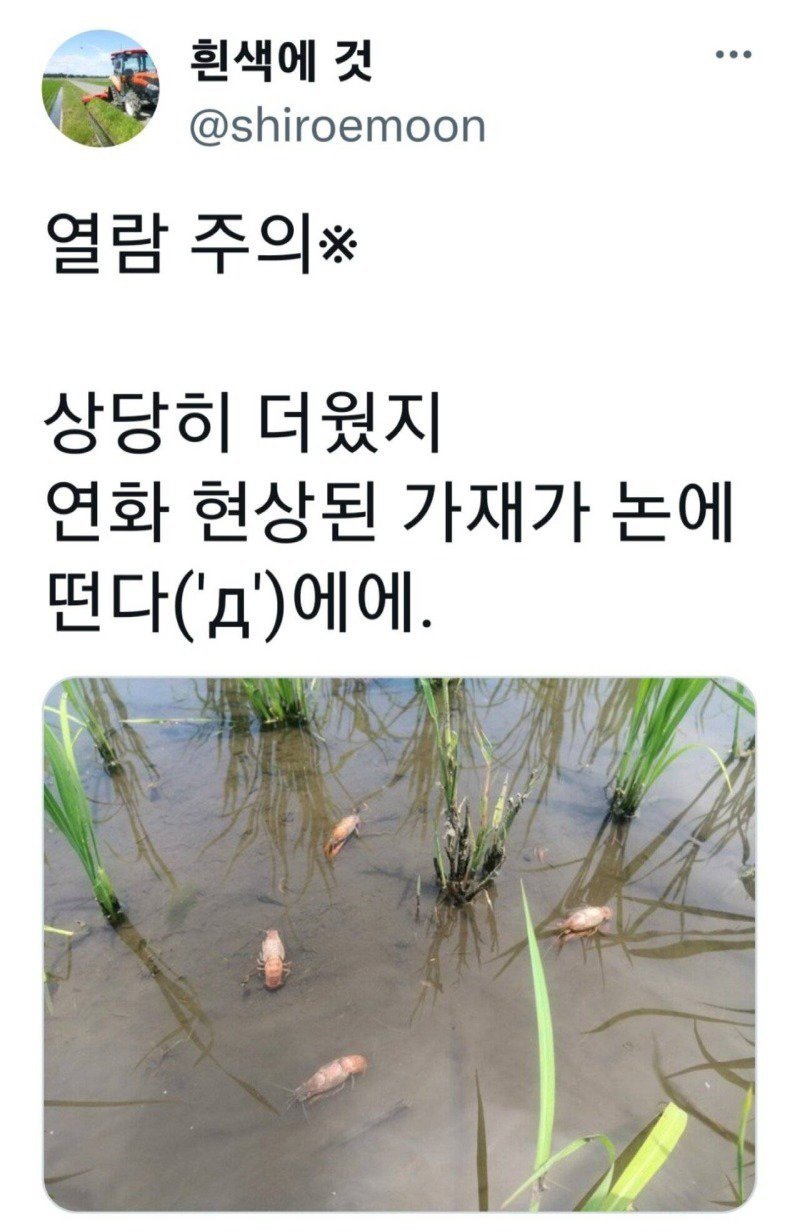 일본 폭염 근황..