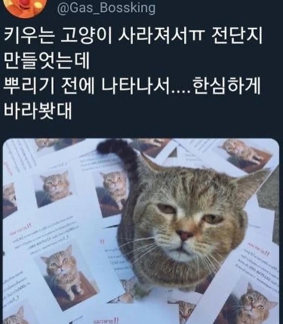 고앵이 모음