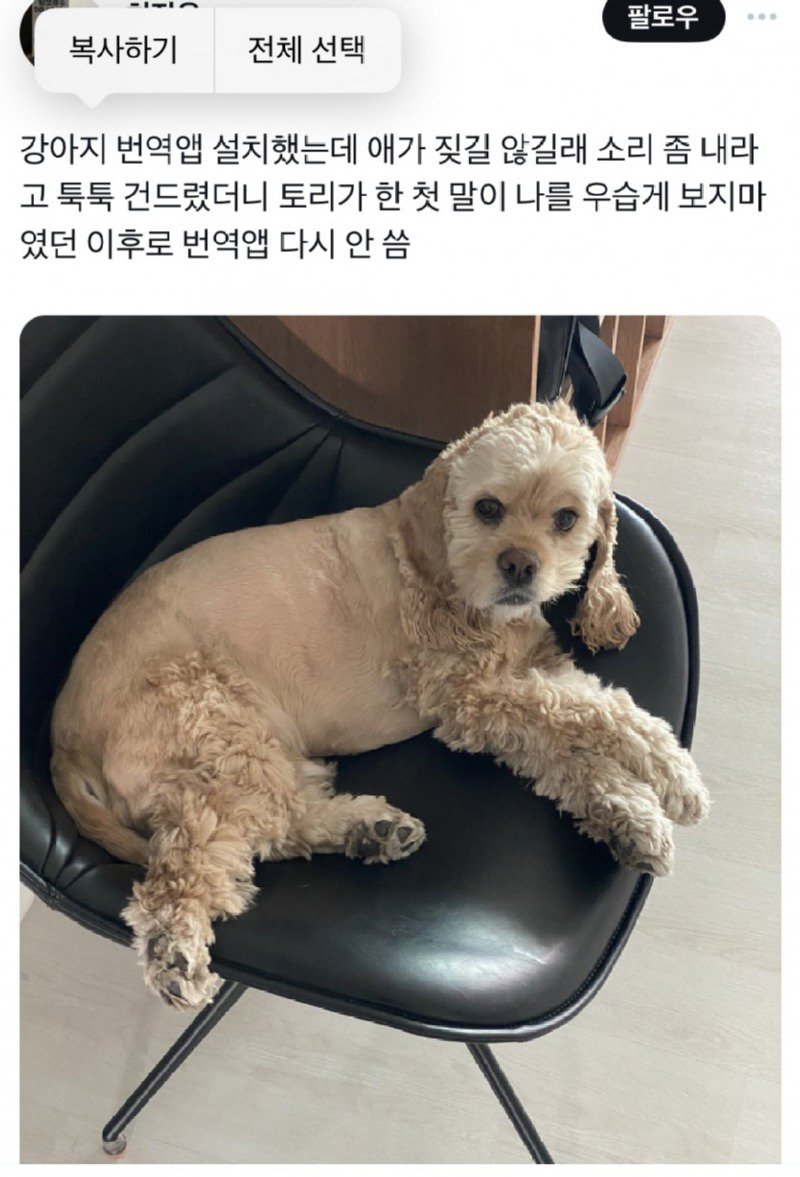 강아지 번역기를 두번다시 안쓰게 된 이유