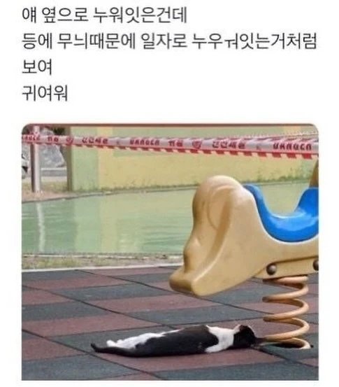 고앵이 모음