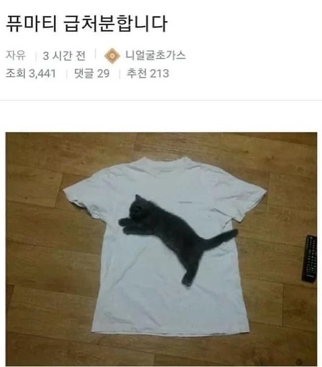 고앵이 모음