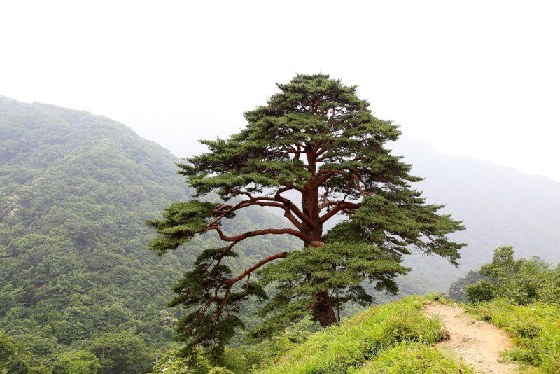 한국의 나무 