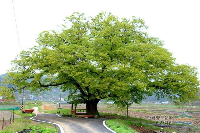 한국의 나무 