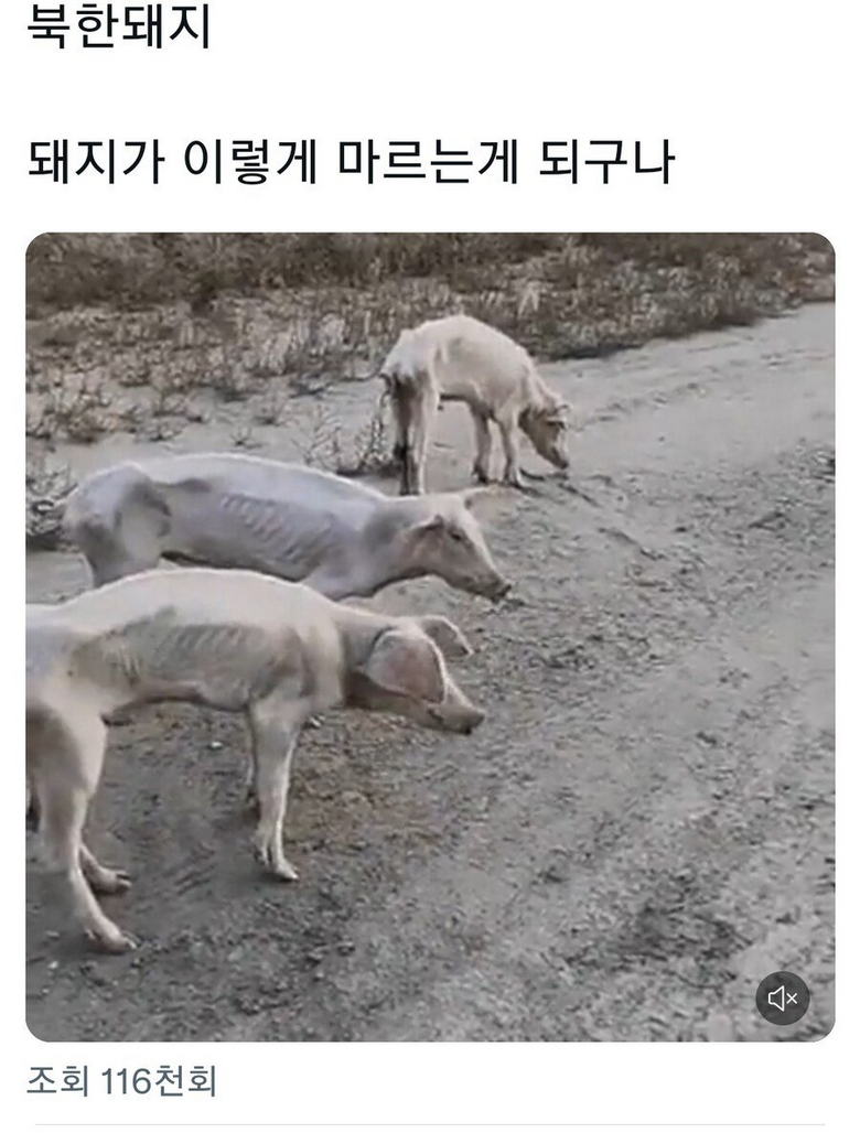 의외로 왜곡되었다는 북한 돼지 밈