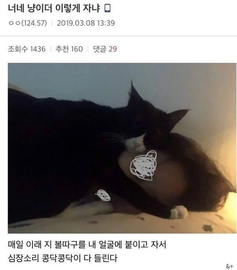 고앵이 모음