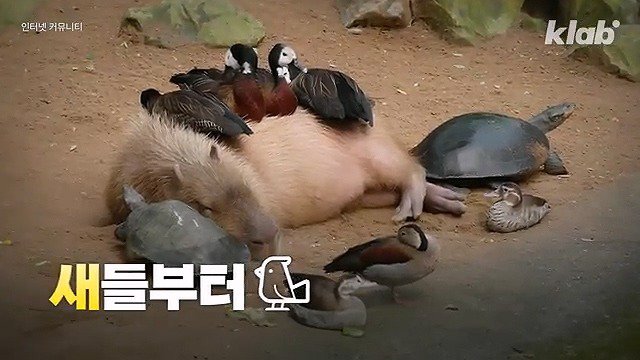 카피바라가 친화력 甲의 대명사가 된 이유